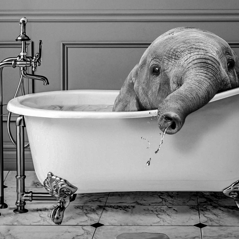 Fotos de Animales en blanco y  - Photography Duck reseña y precio
